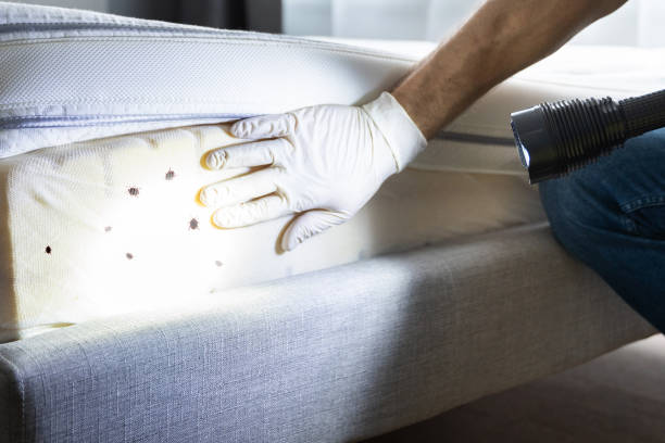 Best Emergency Pest Control  in Lakewood, IL