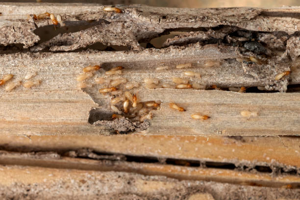Best Local Pest Control Services  in Lakewood, IL